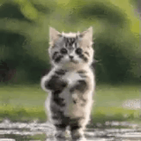 cate