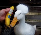 ducknan