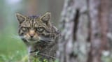 wildcat