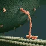 kinesin protein transporting endorphin