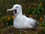 19-royal-alabtross-yawning-p-moore1