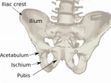 Pelvis_diagram