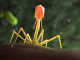 phage