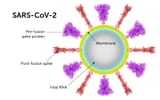 SARS-CoV-2_spikes