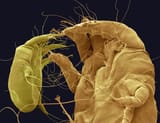 60ecc38ef99bb97d04c47632ce0f9c58--scanning-electron-microscope-microscopic-photography