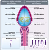 Morpho-functional_sperm_features_-_Fcell-08-00791-g003