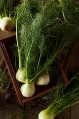 Fennel