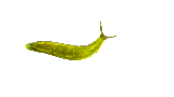 naner slug