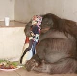 kind of monkey and man (3)