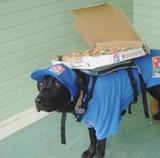 doggo delivery