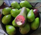 Teto Pear