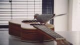 bavi guitar