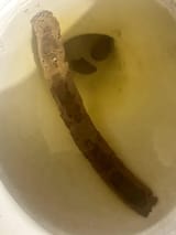 the-biggest-shit-i-have-ever-shitted-v0-clzureftqfw91-3862463225