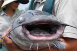 blue catfish face
