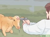 cow_euthanization_381