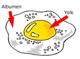 g_egg1