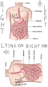 stomach-illustration(1)