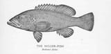 the nigger-fish