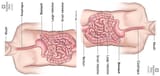 stomach-illustration(2)