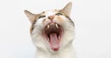 cat-with-wide-open-mouth-showing-teeth