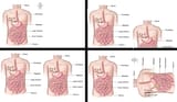 intestinal