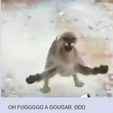 goug