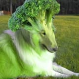 brocollie