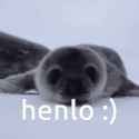 seal-cute_thumb.jpg