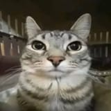 Thread 12418488 OP Image