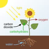 Photosynthesis_en.svg