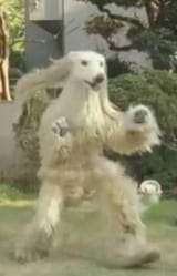 SGULWWl