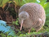 le kiwi bird