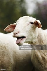 Thread 12424137 OP Image