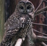 spotted owl