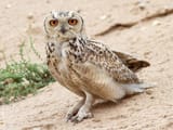 pharaoh eagle owl