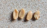 peanut_bunes