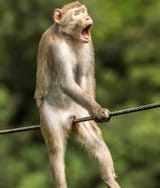 monkeyballs