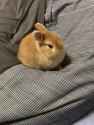 bunny-sleepy_thumb.jpg
