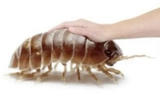 buggy