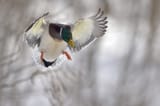 Mallard drake .02