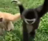 gibbon