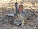 California High Desert Cottontail Resting (cropped)