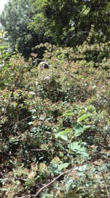 hidden bavi
