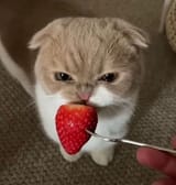 angy strawberry