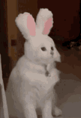 bunny-rabbit