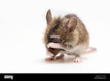 apodemus-sylvaticus-wood-mouse-long-tailed-field-mouse-crying-see-AY5T3P