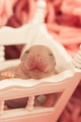 concept-children-s-happiness-little-bald-mouse-baby-concept-children-s-happiness-face-smiling-newborn-rat-150183678