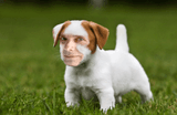 Ass_dog