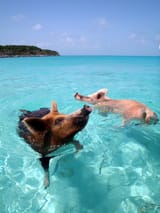 swimming cowes