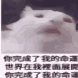 cat-i-am-going-insane